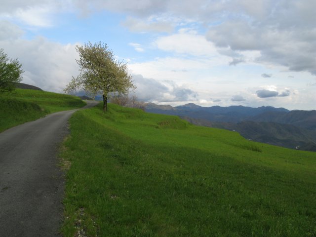 Strada con ciliegio in fiore