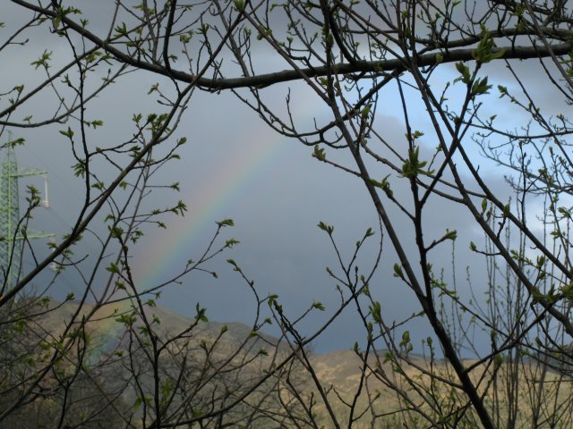 Arcobaleno tra i rami