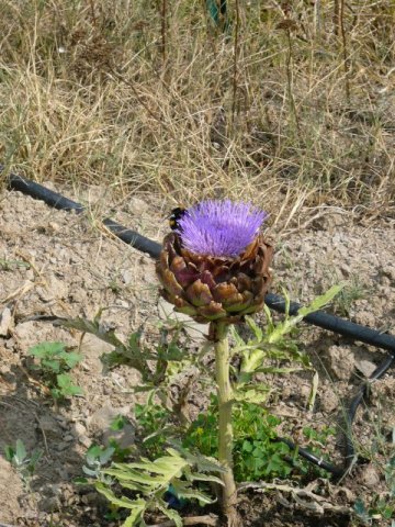 Fiore di carciofo